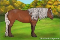 Horse Color:Silver Bay 