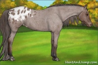 Horse Color:Bay Roan Appaloosa 