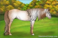 Horse Color:Gray Gold Champagne 