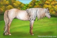Horse Color:Gray Gold Champagne 
