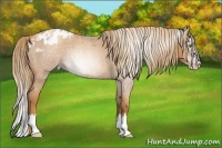 Horse Color:Gray Gold Champagne Roan Splash Blanket Rabicano 