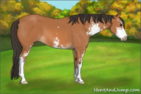 Horse Color:Bay Sabino 