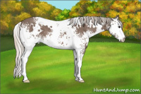Horse Color:White Spotted Silver Brown