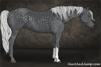 Horse Color:Silver Brown Chinchilla 
