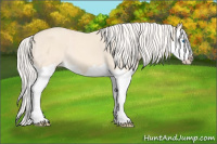 Horse Color:Cremello Splash 
