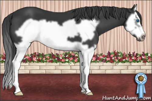 Horse Color: Brown Splash Frame 