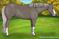 Horse Color:Silver Black Splash 