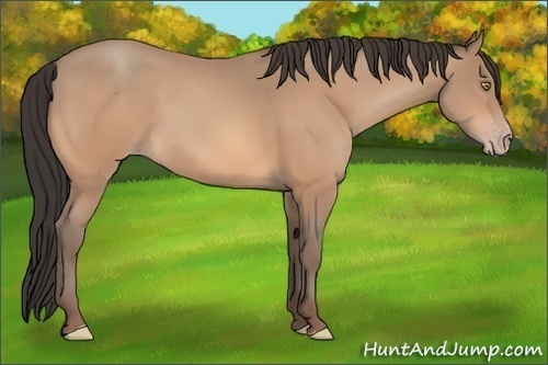 Horse Color: Amber Champagne Sabino 