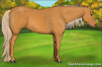 Horse Color:Chocolate Palomino Sabino 