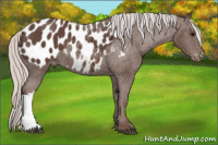 Horse Color:Silver Brown Appaloosa