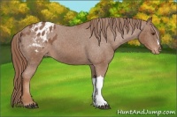 Horse Color:Chestnut Appaloosa 