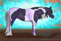 Horse Color:Black Tobiano 