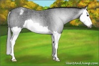 Horse Color:Gray Blue Roan Splash Appaloosa
