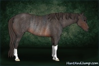 Horse Color:Brown Rabicano Brindle