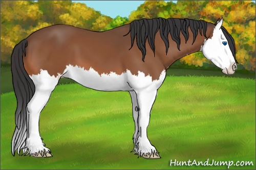 Horse Color: Bay Splash 