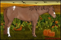 Horse Color:Chestnut Appaloosa 