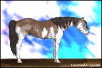 Horse Color:Bay Splash 