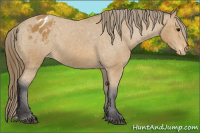 Horse Color:Buckskin Blanket 
