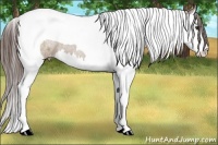 Horse Color:Liver Red Dun Splash Tobiano Appaloosa Rabicano 