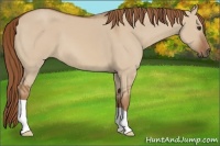 Horse Color:Red Dun 
