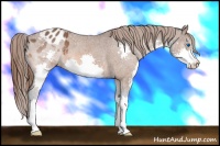 Horse Color:Bay Splash Appaloosa 