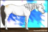 Horse Color:White Spotted Buckskin 