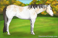 Horse Color:White Spotted Buckskin Dun 