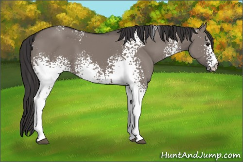 Horse Color: White Spotted Smoky Grullo 