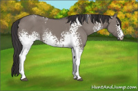 Horse Color:White Spotted Smoky Grullo 