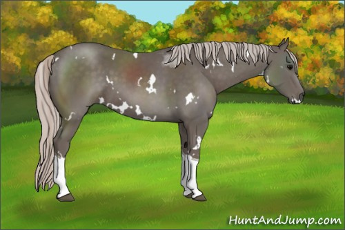 Horse Color: White Spotted Silver Black Tobiano 