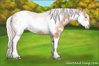 Horse Color:Silver Sable Champagne Sabino Frame 