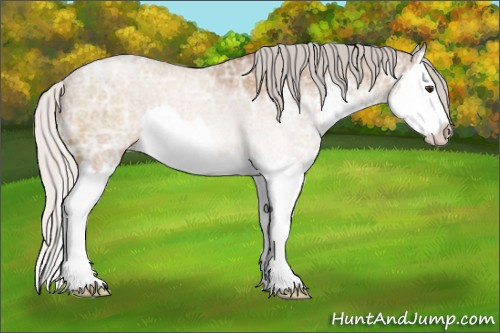 Horse Color: Silver Bay Ice Roan Dun Sabino Splash 