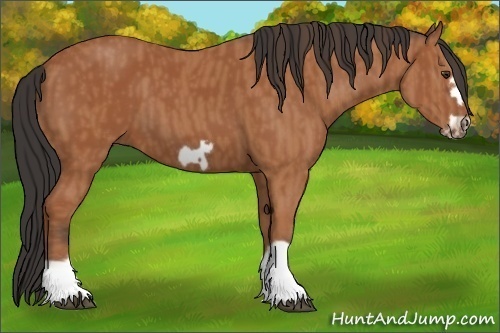 Horse Color:Bay Splash Frame  Brindle