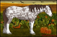 Horse Color:Liver Red Ice Roan Splash 