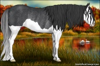 Horse Color:Black Splash Rabicano 