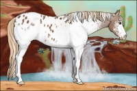 Horse Color:White Spotted Chestnut Appaloosa 