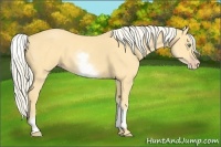 Horse Color:White Spotted Gold Cream Champagne 
