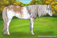 Horse Color:White Spotted Silver Bay Dun Sabino 