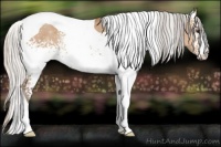 Horse Color:White Spotted Silver Bay Dun Tobiano