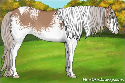 Horse Color: White Spotted Silver Bay Dun Tobiano 