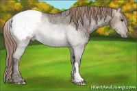 Horse Color:Grullo Ice Pearl Snowcap Rabicano