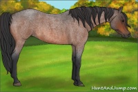Horse Color:Bay Roan Rabicano 