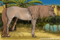 Horse Color:Red Dun Rabicano 
