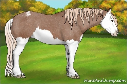 Horse Color: Chestnut Splash Varnish 
