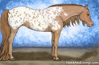 Horse Color:Chestnut Appaloosa