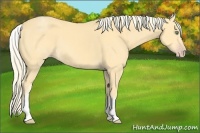 Horse Color:White Spotted Gold Cream Champagne 