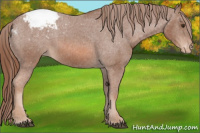 Horse Color:Chestnut Appaloosa 