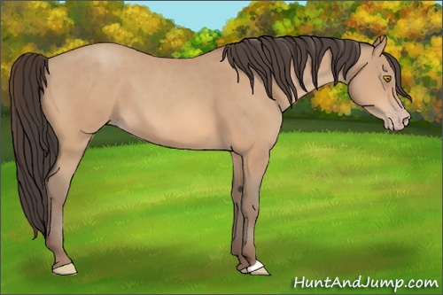 Horse Color: Amber Champagne 