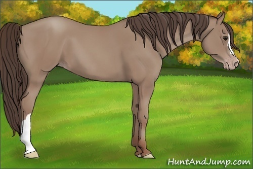 Horse Color: Classic Champagne 