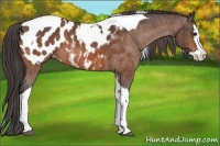 Horse Color:Bay Roan Splash Tobiano Appaloosa  Brindle